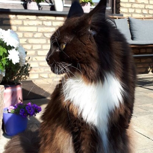 Kater Winnie